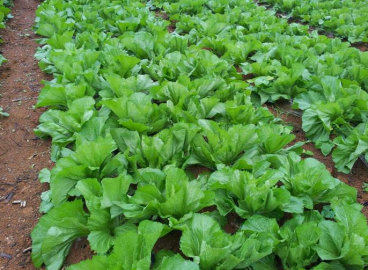 种植芥菜丰产的方法-图片版权归惠农网所有