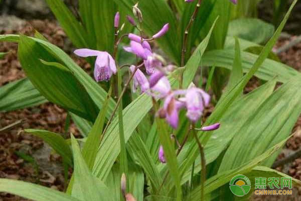 白芨怎么种植？白芨高产量种植技术-图片版权归惠农网所有
