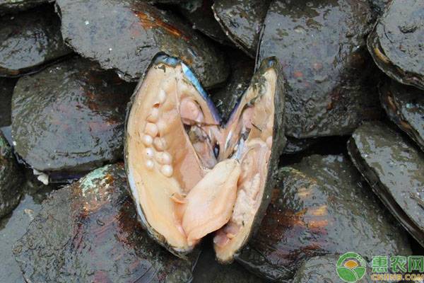 河蚌人工养殖方法及提高育珠产量技巧介绍-图片版权归惠农网所有