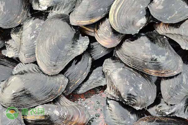 河蚌怎么养家里？-图片版权归惠农网所有