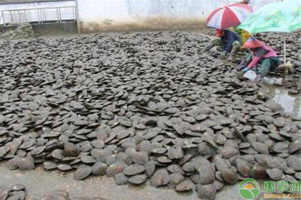 河蚌吃什么？对水质有什么要求？河蚌人工养殖常见方法-图片版权归惠农网所有