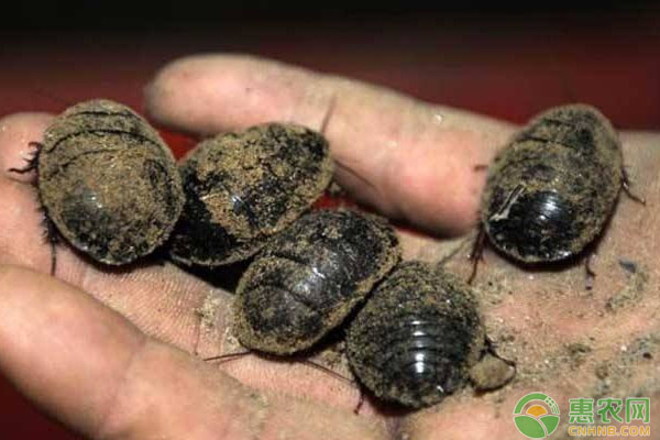 土鳖虫的种类有哪些？土鳖虫人工养殖技术-图片版权归惠农网所有