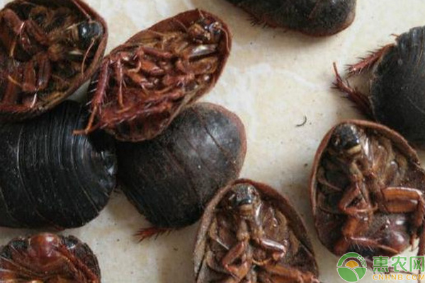 土元养殖实用技术-图片版权归惠农网所有