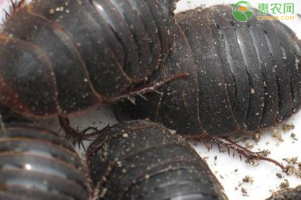 土元养殖实用技术-图片版权归惠农网所有