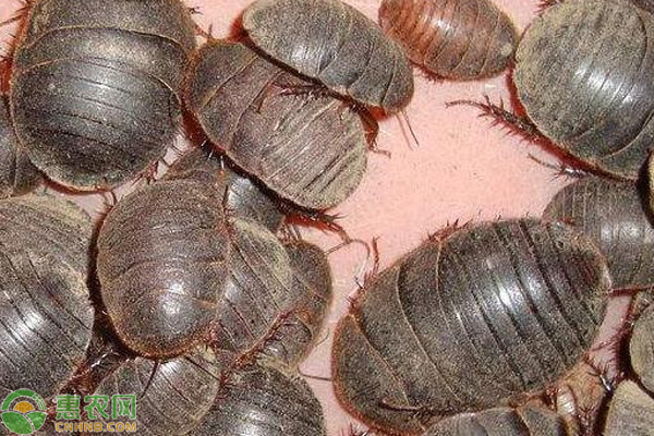 土元养殖实用技术-图片版权归惠农网所有