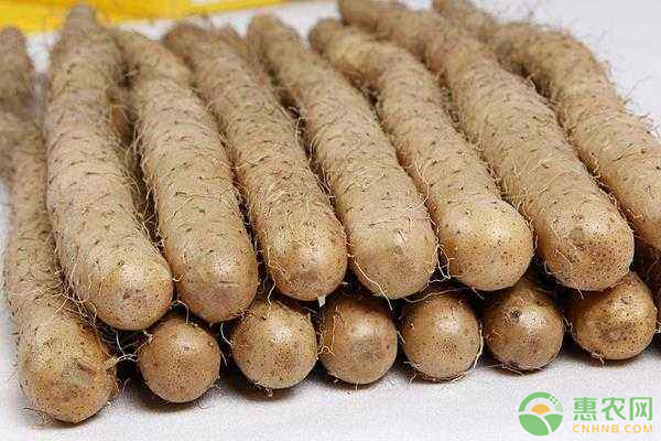山药高产种植技术-图片版权归惠农网所有