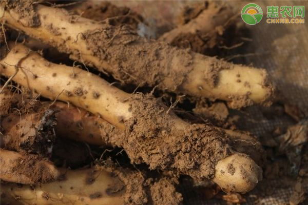 山药高产种植技术-图片版权归惠农网所有