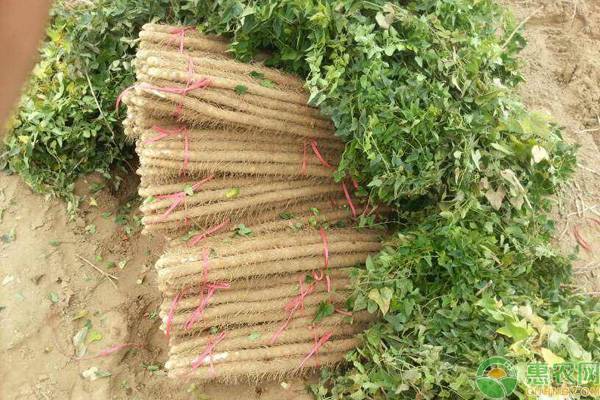 山药种植时间和方法-图片版权归惠农网所有