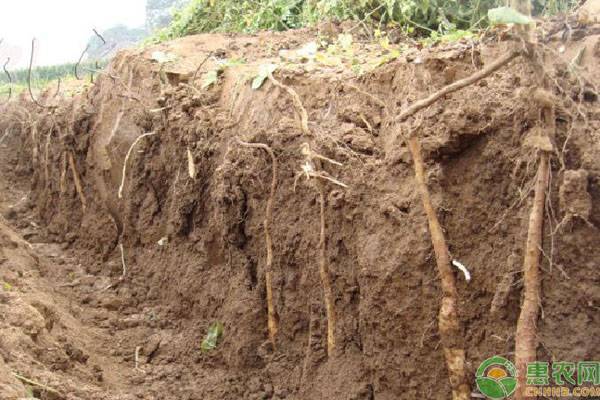 山药种植时间和方法-图片版权归惠农网所有