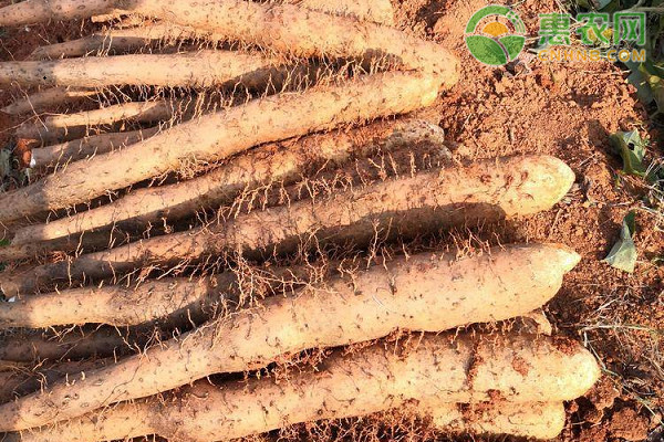 山药的最佳种植时间-图片版权归惠农网所有