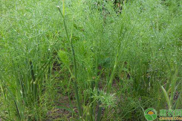 小茴香种植时间和方法-图片版权归惠农网所有