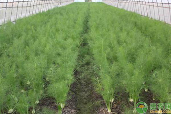 小茴香种植时间和方法-图片版权归惠农网所有