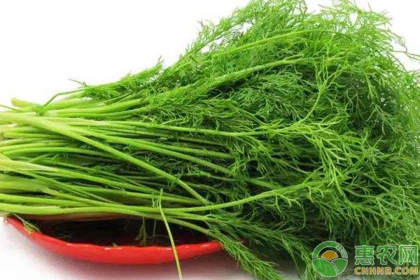 茴香高产种植技术-图片版权归惠农网所有