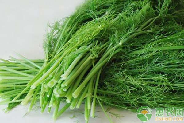 茴香高产种植技术-图片版权归惠农网所有