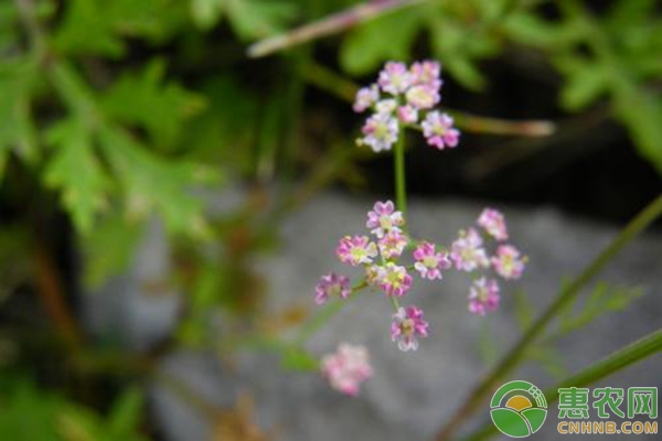 岩茴香的人工种植技术（附病虫害防治）-图片版权归惠农网所有
