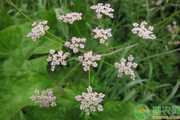 岩茴香的人工种植技术（附病虫害防治）-图片版权归惠农网所有