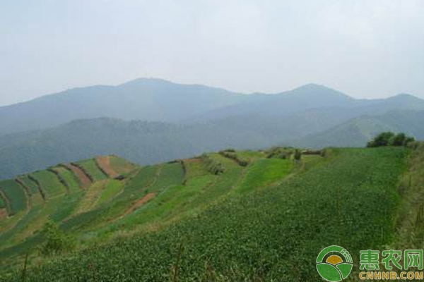 岩茴香的人工种植技术（附病虫害防治）-图片版权归惠农网所有
