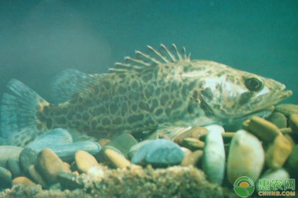 桂花鱼苗的养殖方法-图片版权归惠农网所有