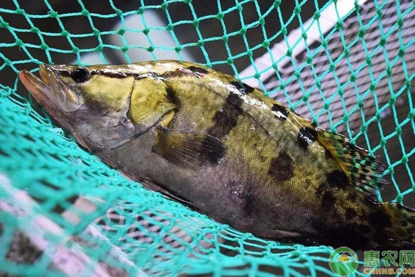 桂花鱼苗的养殖方法-图片版权归惠农网所有
