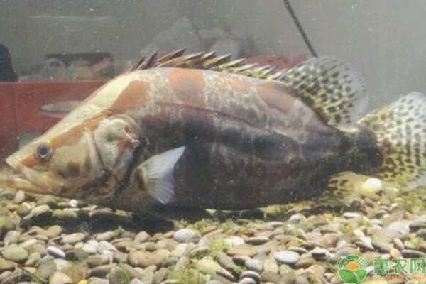 桂花鱼苗的养殖方法-图片版权归惠农网所有