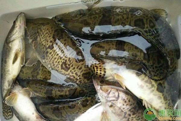 桂花鱼养殖技术与方法-图片版权归惠农网所有