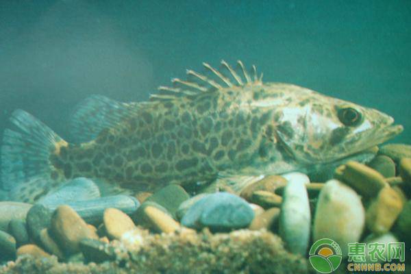 桂花鱼苗吃什么饲料？一般有多大的成活率？-图片版权归惠农网所有