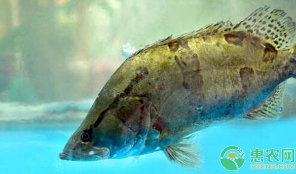 大水面可套养鳜鱼吗？（附鳜鱼常见病害的防治措施）-图片版权归惠农网所有