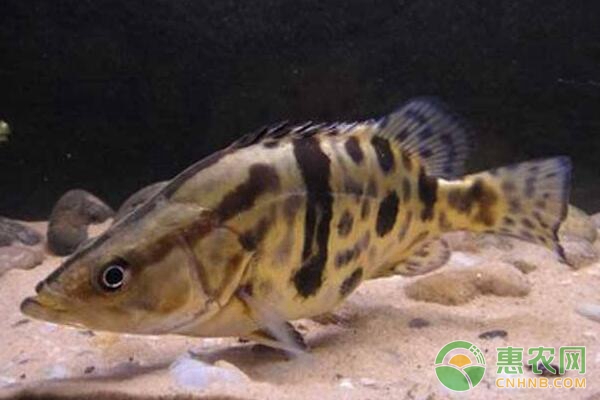 大水面可套养鳜鱼吗？（附鳜鱼常见病害的防治措施）-图片版权归惠农网所有