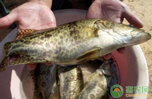 大水面可套养鳜鱼吗？（附鳜鱼常见病害的防治措施）-图片版权归惠农网所有