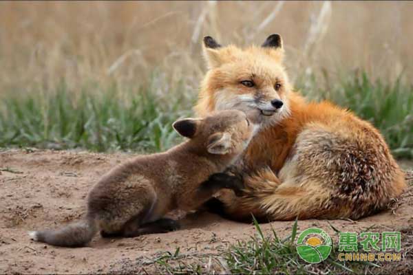 种狐准备配种期如何饲养管理？-图片版权归惠农网所有