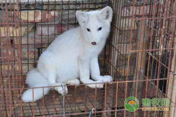 种狐准备配种期如何饲养管理？-图片版权归惠农网所有