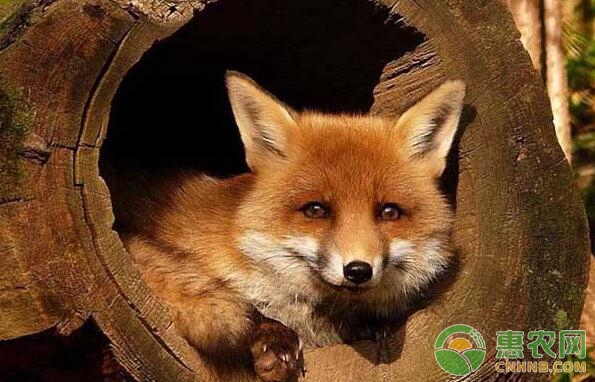 狐狸养殖案例讲解：发霉玉米喂狐狸的危害及防治措施-图片版权归惠农网所有