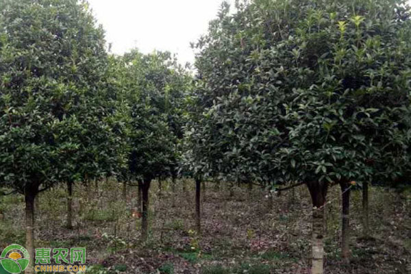 桂花树栽培时间-图片版权归惠农网所有
