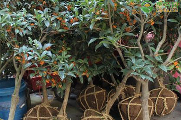 桂花树栽培时间-图片版权归惠农网所有