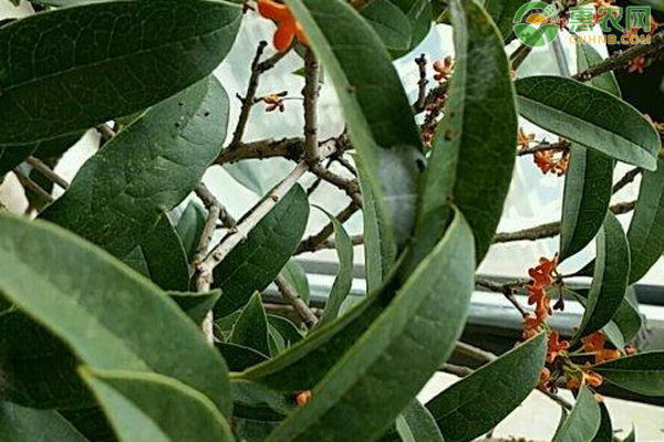 桂花树的养殖技巧和注意事项-图片版权归惠农网所有