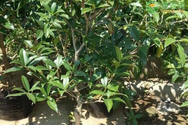 桂花树的养殖技巧和注意事项-图片版权归惠农网所有