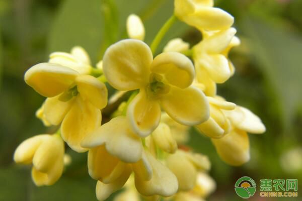 日香桂如何种植？-图片版权归惠农网所有