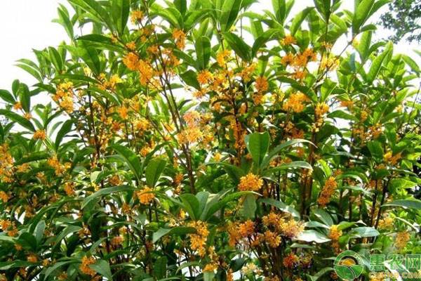 日香桂如何种植？-图片版权归惠农网所有