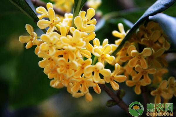 桂花树的养殖方法和注意事项-图片版权归惠农网所有