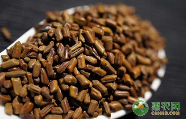 决明子种植时间和方法-图片版权归惠农网所有