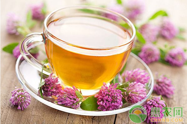 中药材决明子的种植前景及种植技术介绍-图片版权归惠农网所有