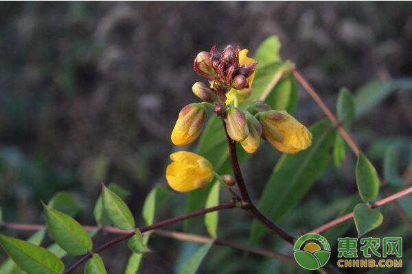 中药材决明子的种植前景及种植技术介绍-图片版权归惠农网所有