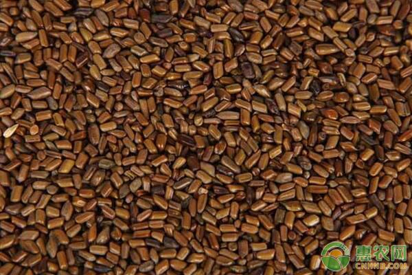 药用植物决明子有哪些作用？药用植物决明子种植技术-图片版权归惠农网所有