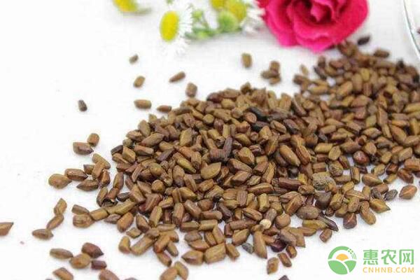 药用植物决明子有哪些作用？药用植物决明子种植技术-图片版权归惠农网所有