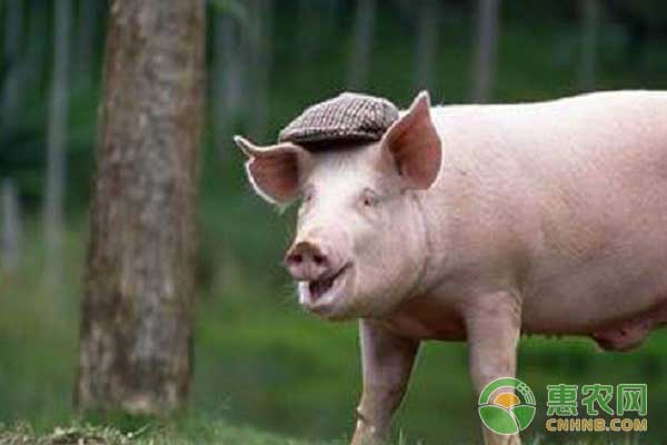 养猪技巧：甘草妙用猪增重，各种猪病都能治！-图片版权归惠农网所有