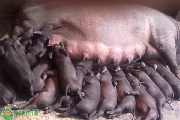 土猪养殖技术方法-图片版权归惠农网所有