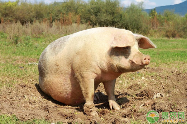 土猪养殖技术方法-图片版权归惠农网所有