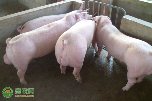 冬季猪舍潮湿容易诱发哪些疾病？-图片版权归惠农网所有