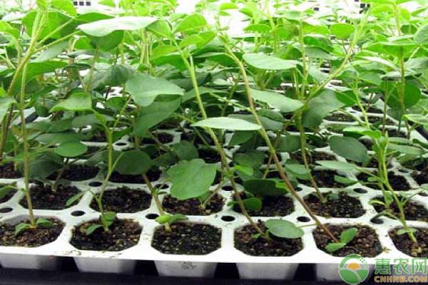 中草药甘草的种植技巧有哪些?这四大要点要注意-图片版权归惠农网所有