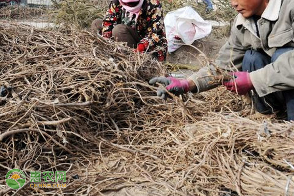 中药材甘草怎样培植？如何达到高产？-图片版权归惠农网所有
